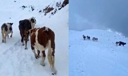 Hizan’da yayladaki hayvanlar ani kar yağışına hazırlıksız yakalandı