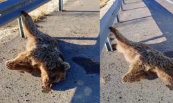 Van’da kara yoluna çıkan ayı araç çarpması sonucu telef oldu