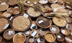 12 Bin Yıllık Ata Mirası “Iza Buğdayı” Yeniden Toprakla Buluştu