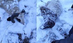 Van'da kurtların saldırdığı sürüde 70 koyun telef oldu