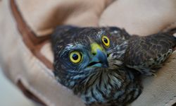 Muş’ta Yaralı Bulunan Atmaca Tedaviye Alındı