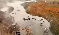 Budaklı Kaplıcası'nda Mandaların Sıcak Su Keyfi Havadan Görüntülendi