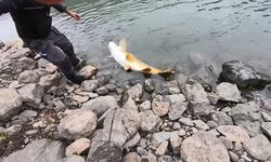 Murat Nehri’nde 60 Kilo Ağırlığında Dev Turna Balığı Yakalandı