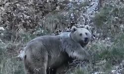 Kış Uykusuna Hazırlanan İki Ayı Kamerada