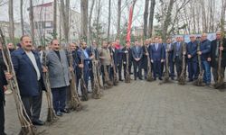 Adilcevaz’da 12 bin aşılı ceviz fidanı çiftçilere dağıtıldı