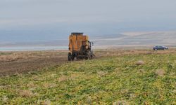 Adilcevaz’da Şeker Pancarı Hasadı Yoğun Tempoyla Devam Ediyor