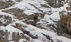Güzeldere Geçidi’nin Karlı Yamaçlarında Dağ Keçileri Görüntülendi