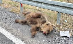 Yol Kenarına İnen Ayı Araç Çarpmasıyla Telef Oldu