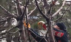 Tatvan’da Ağaçta Mahsur Kalan Kedi İtfaiye Tarafından Kurtarıldı