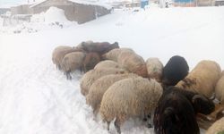 Karla Mücadele, Bitlis'teki Türkiye’nin En Yüksek Köyünde Besiciliği Zorlaştırdı