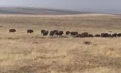 Malazgirt’te Büyük Yaban Domuzu Sürüsü Şaşkınlık Yarattı