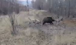 Muş’ta yaban domuzu ile çoban köpeklerinin kovalamacası kamerada