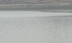 Van'da Sıhke Göleti’ne giren inek telef oldu