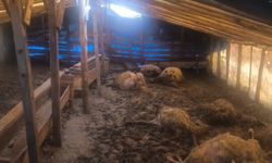 Kurtlar Ahıra Girdi: 10 Koyun Telef Oldu, 10 Koyun Yaralandı