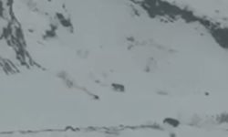 Aç Kalan 3 Vaşak Köye İndi, O Anlar Kamerada