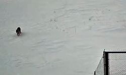 Tatvan’da kurt güvenlik kamerasına yansıdı