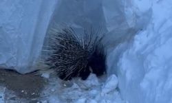 Nadir Tür Görüntülendi: Hint Oklu Kirpi Kamerada