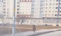 Bitlis’te yaban domuzu ilçe merkezinde paniğe yol açtı