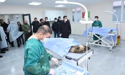 Bitlis Valisi Karakaya Sokak Hayvanları Bakımevini İnceledi