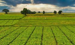 Bir Milyar 46 Milyon Liralık Tarımsal Destek Ödemeleri Bugün Çiftçinin Hesabına Yatırılacak