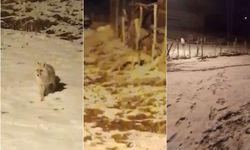 Kar Altında Aç Kalan Tilki ve Yavrusu Köyde Görüntülendi