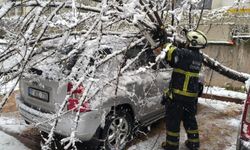 Kar Yükünü Taşıyamayan Ağaçlar Devrildi