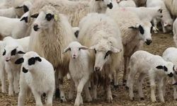 TİGEM, 1200 Küçükbaşı İhaleyle Ne Zaman Satışa Çıkarıyor?