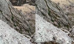 Elazığ’da sürü halindeki dağ keçileri görüntülendi