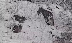 Nesli Tehlike Altındaki Vaşak Ailesi O İlde Görüntülendi