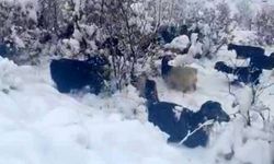 Hizan’da aniden bastıran kar, hayvan sürülerini zor durumda bıraktı