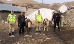 Muş’ta çalınan 2 büyükbaş hayvan jandarma tarafından bulundu