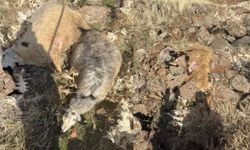 Sürüden ayrılan koyunları kurt kaptı: 28 koyun telef oldu.