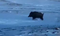 Ahlat’ta mahalle yakınında domuz paniği