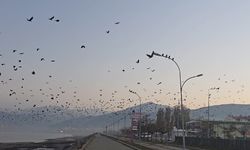 Tatvan Sahilinde Gökyüzünü Karartan Karga Sürüsü Şaşkınlık Yarattı