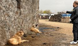 Diyarbakır’da sokak hayvanlarına kuduz aşısı uygulandı