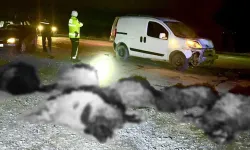 Hafif ticari araç koyun sürüsüne daldı: 10 telef oldu