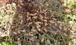 Yer Fıstığı Üretiminde Yeni Adım