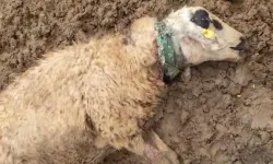 Kurt Sürüye Saldırı: 18 koyun telef oldu