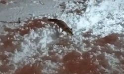 Hakkari’de aç kalan tilkiler şehir merkezine indi