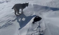 Nesli Tehlike Altındaki Vaşak Görüntülendi