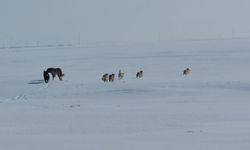 Adilcevaz’da Başıboş Sokak Köpekleri Tedirgin Ediyor