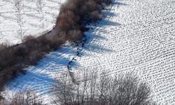 Kar üzerinde dolaşan domuz sürüsü görüntülendi