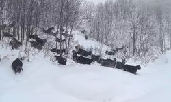 Yaban Domuzunun Saldırısına Uğrayan Çoban Böyle Görüntülendi