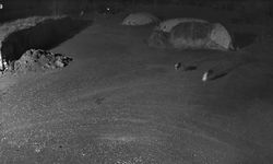 Aç Kurtlar Köpeği Alıp Götürdü: O Anlar Kamerada