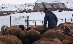 Bitlis'te yayladan besiye dönüş başladı