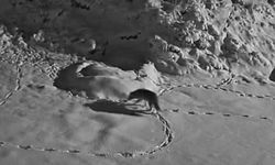 Aç Kalan Kurt Mezraya İndi, O Anlar Kamerada