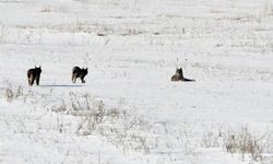 Vaşak Ailesi Kar Altında Görüntülendi