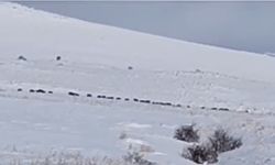 Tatvan kırsalında domuz sürüsü karlar arasında görüntülendi