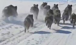 Van'da Yerleşim Yerlerine Kadar İnen Yaban Domuzu Sürüsü Görüntülendi