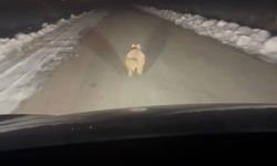 Mahalleye inen kurt, araç önünde kilometrelerce koştu